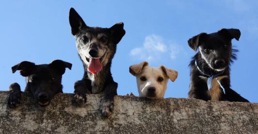 Identificacion-confiable-y-segura-para-animales-de-compania.jpg