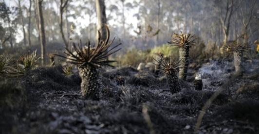 Incendios.jpg