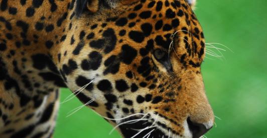 Jaguares-Colombia-Investigacion.jpg
