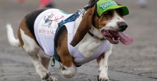 Las-cifras-alrededor-de-las-mascotas-en-Colombia.jpg