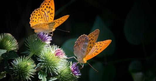 Mariposas-Colombia-Especies.jpg