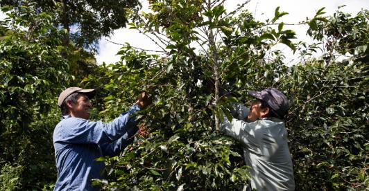 Mas-de-150-recolectores-de-cafe-se-beneficiaran-con-programas-laborales.jpg