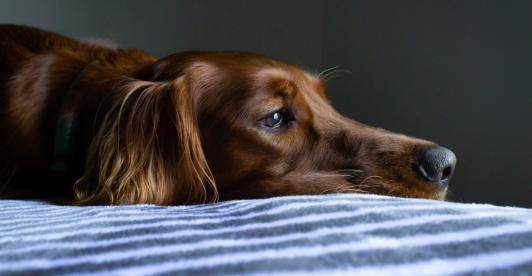 Mascota-Pacientes-UCI.jpg
