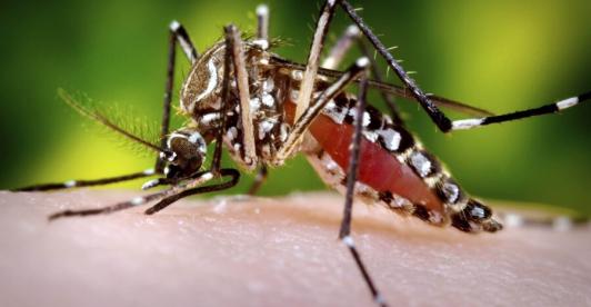 Mosquito-trasmisor-dengue-Colprensa.jpg