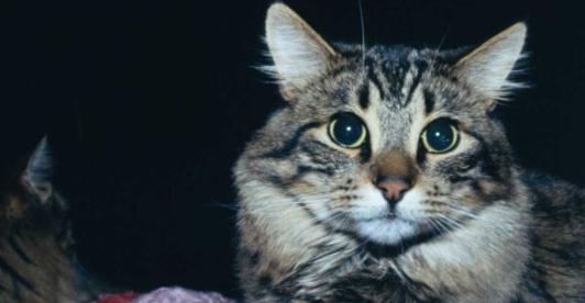 Muerte-de-gatos-en-el-mundo-por-gripe-aviar-la-nueva-alerta-de-la-OMS.jpg