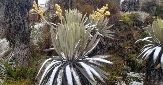 Nevada-en-el-Sumapaz-foto-Cortesia.jpg