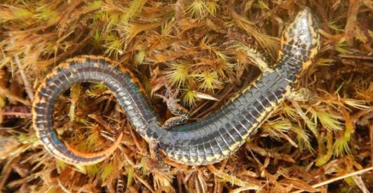 Nueva-especie-de-largatija-descubierta-en-Peru.jpg