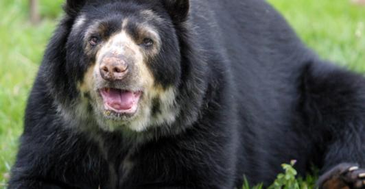 Oso-de-anteojos-extincion.jpg