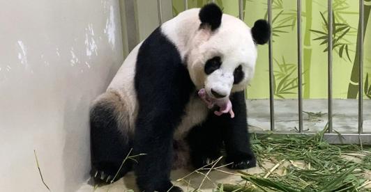 Panda-Singapur-Cachorro.jpg