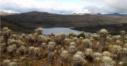 Paramos-en-Colombia-1.jpg