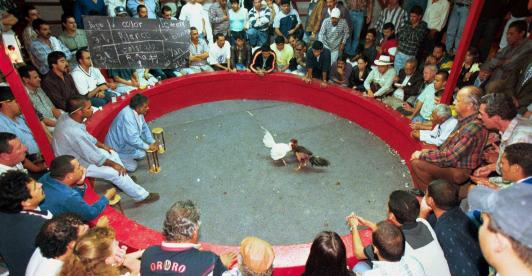 Pelea-de-gallos-1.jpg