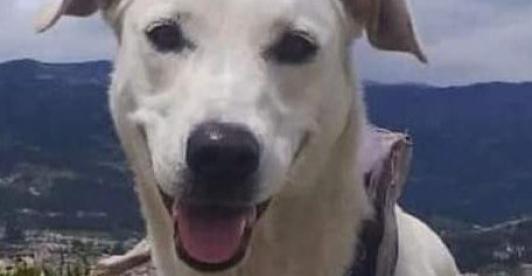 Perrita-Kira-e1709653220687.jpg