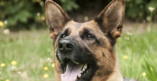 Perro-Policia-Cocaina.jpg
