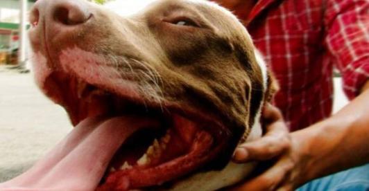 Perros-pitbull-Procuraduria-exige-mas-control-ante-aumento-de-ataques-a-ninos.jpg
