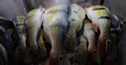 Pescado-semana-santa-foto-Colprensa.jpg