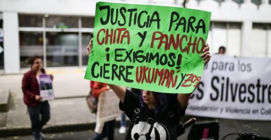 Por-la-muerte-de-los-dos-chimpances-en-Pereira-MinAmbiente-ordeno-visita-a-zoologicos.jpg
