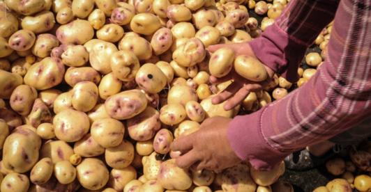 Produccion-de-papa-de-Narino.jpg