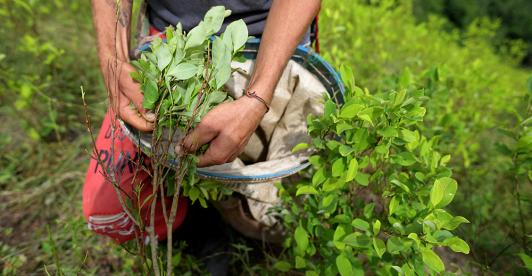 Propuesta-de-Petro-para-que-campesinos-dejen-de-cultivar-coca.jpg