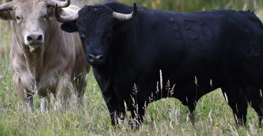 Proyecto-del-Senado-y-corridas-de-toros.png