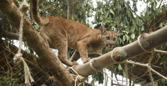 Puma-Bogota.jpg