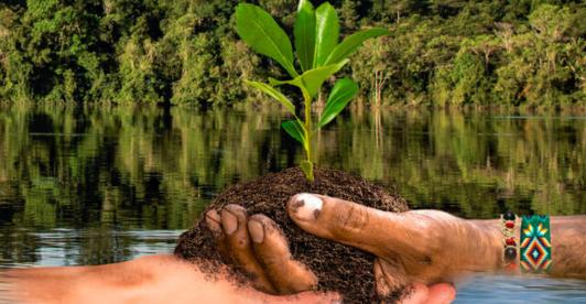 Que-es-la-reforestacion-1.jpg