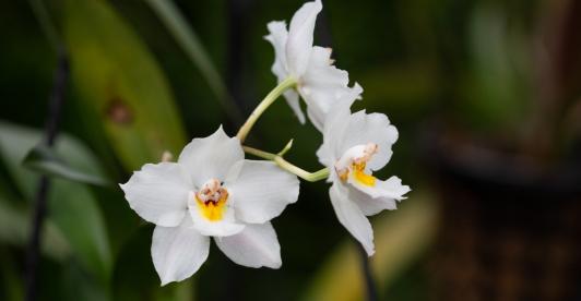 Regresa-la-Exposicion-Nacional-de-Orquideas.jpg