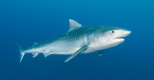 Tiburon-tigre-foto-WWF.jpg