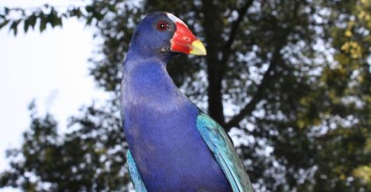 Tinguas-Aves-Bogota.jpeg