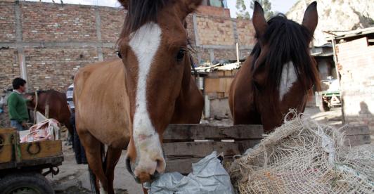 Traccion-Animal-Barranquilla.jpg