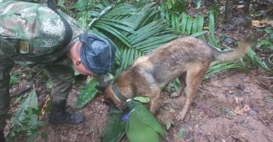Video-Asi-fue-entrenado-Wilson-para-salvar-vidas-en-la-selva.jpg