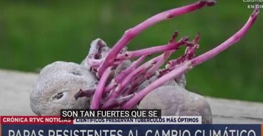 Video-Asi-son-las-papas-resistentes-al-cambio-climatico.jpg