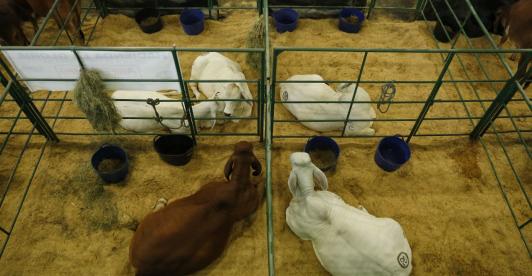 agroexpo-colombia-corferia.jpg