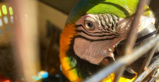animales-incautados-bogota.jpg