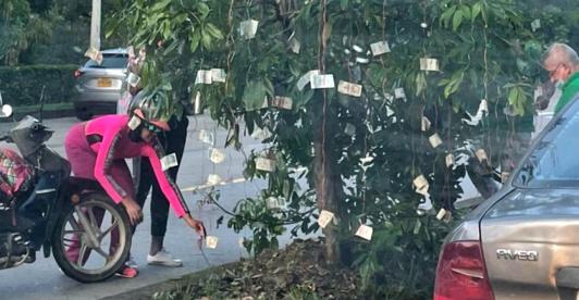 aparecen-billtes-en-arbol-de-cali.jpg