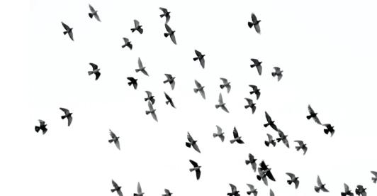 aves.jpg