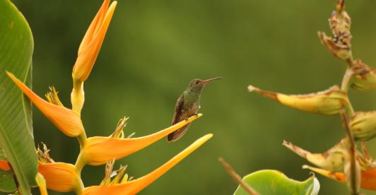 birds-2390978_1920.jpg