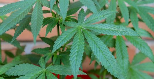 cannabis-uso-recreativo.jpg