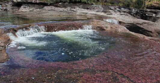 cano-cristales-colp.jpg