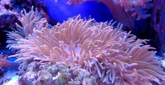 coral-1053834_1280.jpg