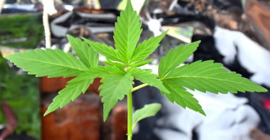 decreto-cannabis.jpg