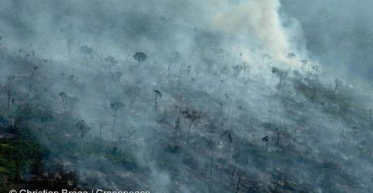 deforestacion-amazonia-Colprensa.jpg