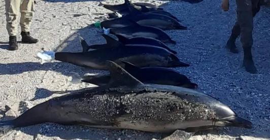 delfines-muertos-argentina.jpg