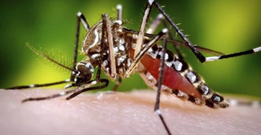 dengue-1.jpg