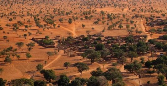desierto-del-sahara-arboles.jpg