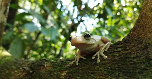 fauna-silvestre.jpg