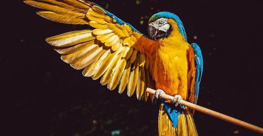 guacamaya-amarilla-azul.jpg
