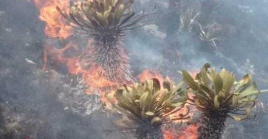 incendio-laguna-de-tota.jpg