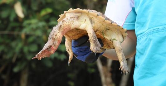 liberacion-animales-scaled.jpg