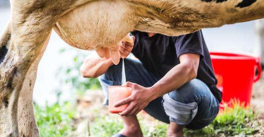 man-milking-cow.jpg