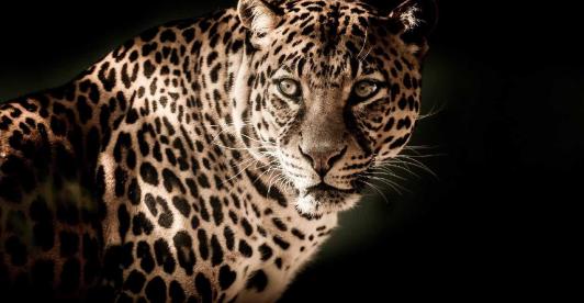 moda-debera-pagar-derechos-por-imitar-piel-del-leopardo.jpg